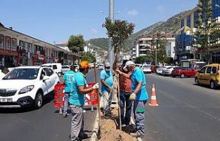 Yeni Prestij Caddesi’ne Zakkum ekildi