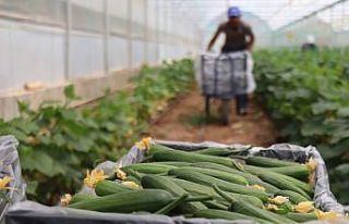 Yeni trend yayla seracılığında ilk salatalık...