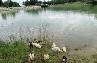 Yeşil Göl’e ördek yavruları bırakıldı