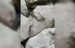 Yılanın balık avı görüntülendi