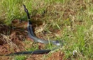 Yılanların dansı kamerada