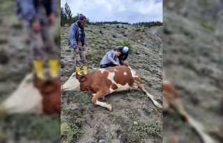 Yıldırım düştü, iki ineğinden biri telef oldu
