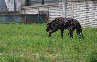 Yol kenarına dökülen zifte bulanan köpek 3.5 saatte...