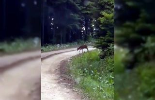 Yolda gördükleri karaca karşısında şaşkınlıklarını...