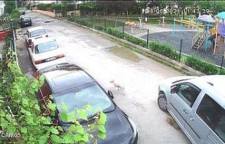 Yolda oynayan yavru köpeği ezip yoluna devam etti