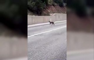 Yozgat’ta kara yoluna inen vaşak görüntülendi