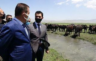 Yüksekova’da manda ve malak dağıtımı