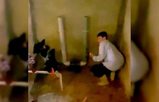 Yumurtaları toplamak isterken horozun saldırısına...