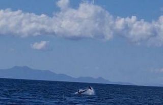 Yunuslar Bodrum’u mesken tuttu