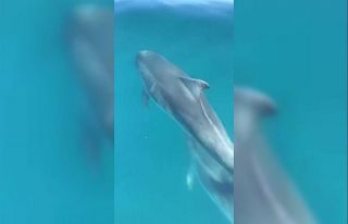 Yunusların tekne ile dansı kamerada