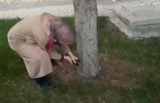 Yuvadan düşen minik saksağanlar için itfaiye seferber...
