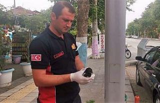 Yuvasından düşen yavru kuş için seferber oldular