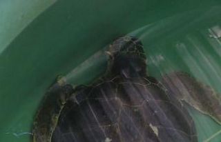 Yüzgecinden ve başından 65 saçma çıkarılan...