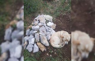 Zehirlenip ölen köpeğin mezarından bir an olsun...