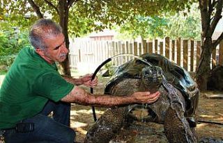 101 yaşındaki kaplumbağaya hortumlu serinlik
