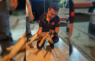 112 Acil Servis ekipleri bu sefer de bir köpeğin...