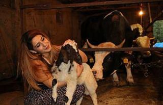 15 bin liralık düveyi alana kuzu hediye