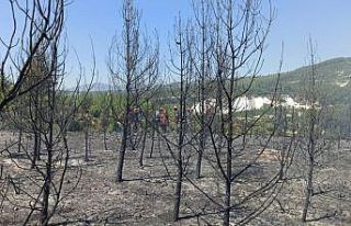 15 dekar genç orman küle döndü