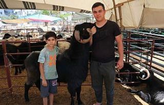 160 kilogramlık Honamlı Keçileri kurban pazarının...