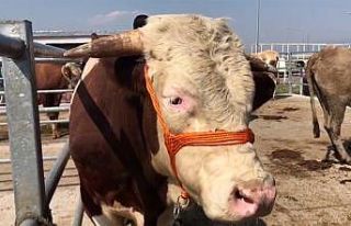 1 tonluk "Bora" 21 bin liraya satıldı