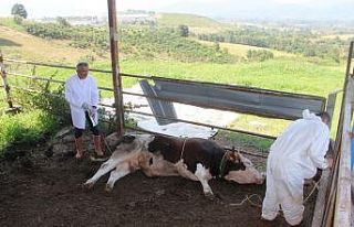 1 tonluk huysuz boğayı tek başına yatırdı