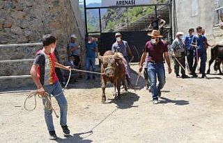 1 yılın aradan sonra Artvin’de boğa güreşleri...