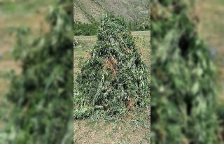 25 bin 600 kök kenevir imha edildi