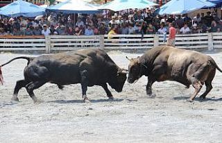 2 yıldır arenaya inemeyen boğalar nefesleri kesti