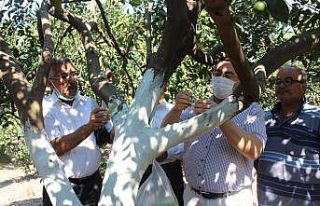 38 üreticiye 105 bin faydalı böcek dağıtıldı