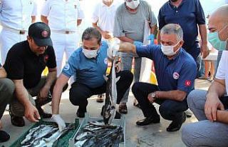 3 yıl sürecek projeyle, 16.5 milyon anaç balon...