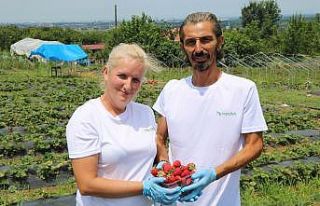 45 m2 alanda başladıkları çilek üretimini 20...