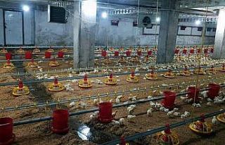 70 bin civcivin bulunduğu çiftliği su bastı