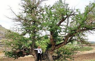 750 yıllık dut ağacı yıllara meydan okuyor