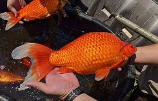 ABD’de göle bırakılan Japon balıkları aşırı...