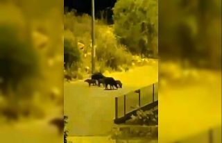 Aç kalan domuzlar yiyecek bulmak için turizm merkezine...