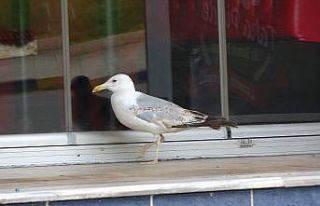 Aç martı pidecinin kapısında böyle bekledi