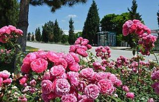 Açan güller adeta kartpostallık bir görüntü...