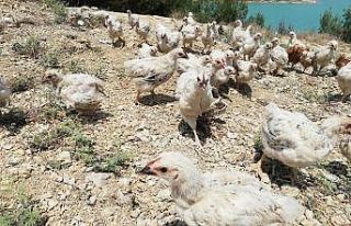 Adana’da 300 civciv ölüme terk edildi