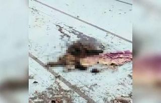 Adana’da bir köpek bıçaklanarak öldürülmüş...