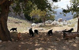 AFAD ekipleri dağda mahsur kalan 4 keçiyi kurtardı