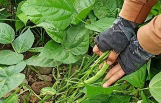 Afyonkarahisar’da 2 bin 900 dekar alanda ilk fasulye...