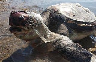 Ağ ve misinalardan kurtarıldı denize bırakıldı