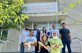 Ağrı’da kaz desteği ile kadınlara iş imkanı