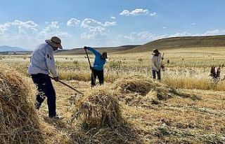 Ağrı’da kuraklık erken hasadı beraberinde getirdi