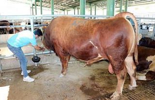 Ağrı’nın 1 ton 200 kiloluk gözdesi, Kocaeli’de...