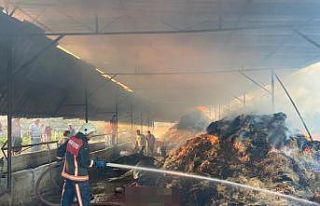 Ahırda çıkan yangında 13 büyükbaş hayvan telef...