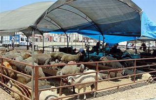 Akdeniz Belediyesi Kurban Bayramına hazır