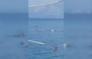 Akdeniz fokundan sabah denize girenlere görsel şov
