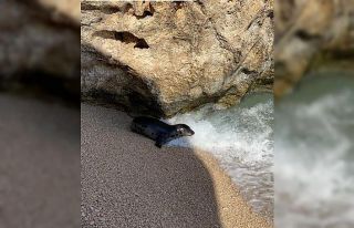 Akdeniz fokunun dalgalar arasındaki oyunu