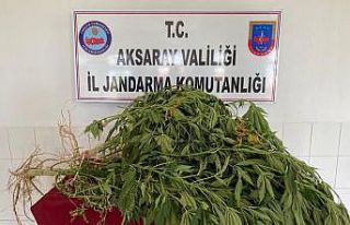 Aksaray jandarmadan kenevir operasyonu